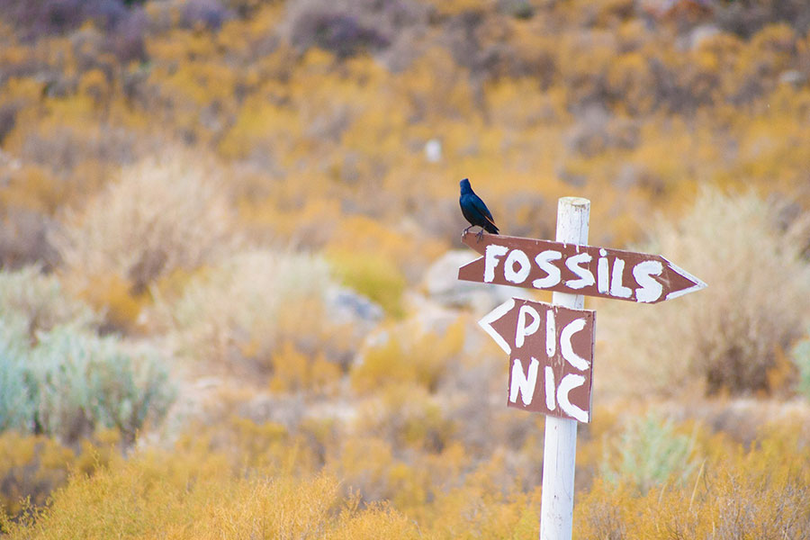 africamps at karoo 1 hex valley boutique glamping south africa fauna flora fossils