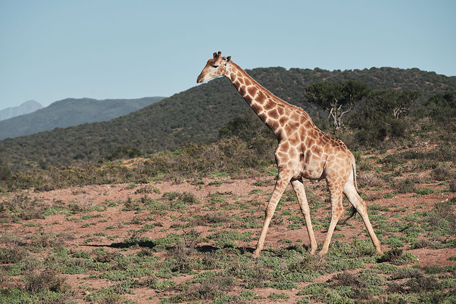africamps karoo 1 hex valley aquila private game reserve safaris south africa